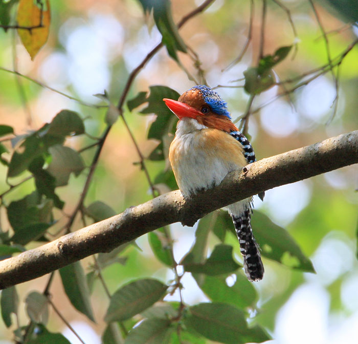 Banded Kingfisher, male