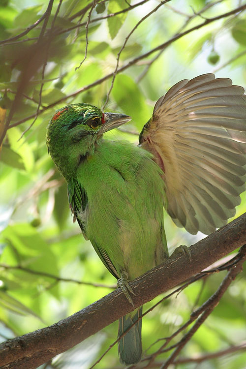 Moustached Barbet