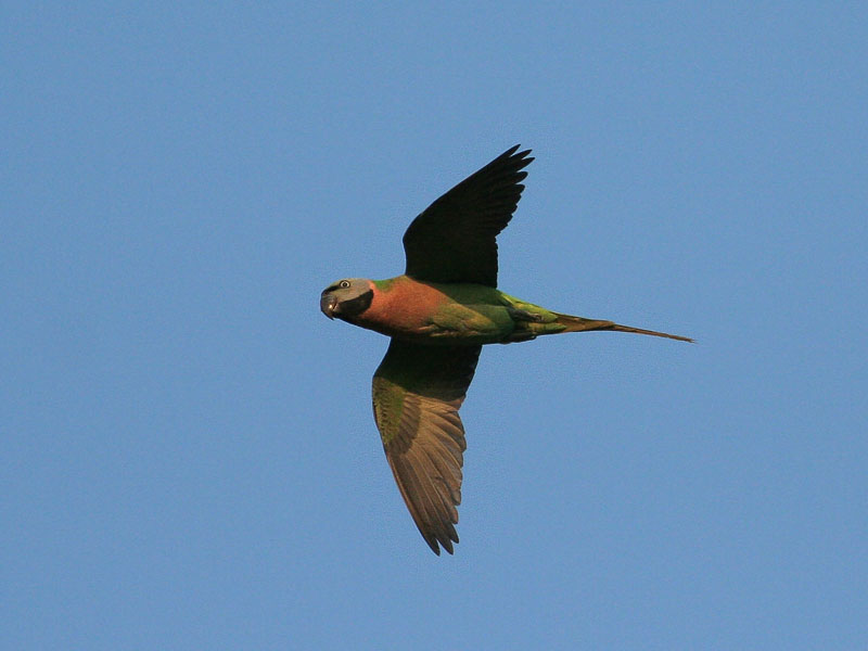 Red-breasted Parakeet, fem