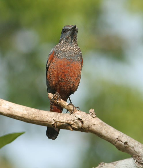 Blue Rock Thrush