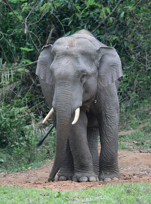 Asian Elephant