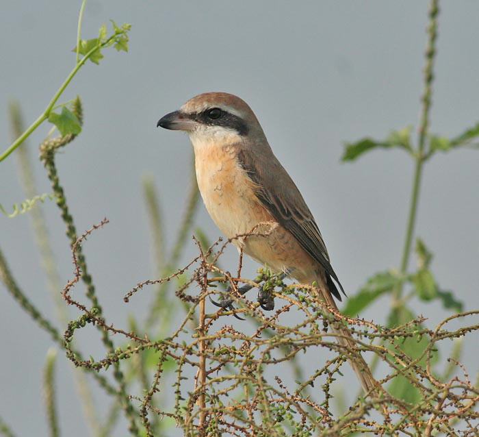 Brown Shrike