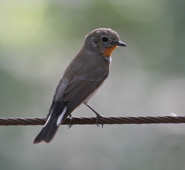 Taiga Flycatcher