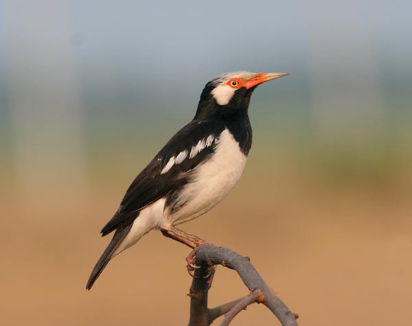 Asian Pied Starling