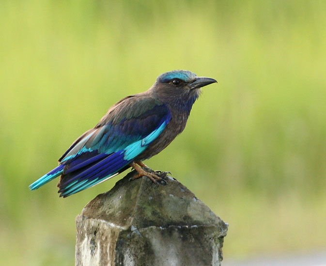 Indochinese Roller
