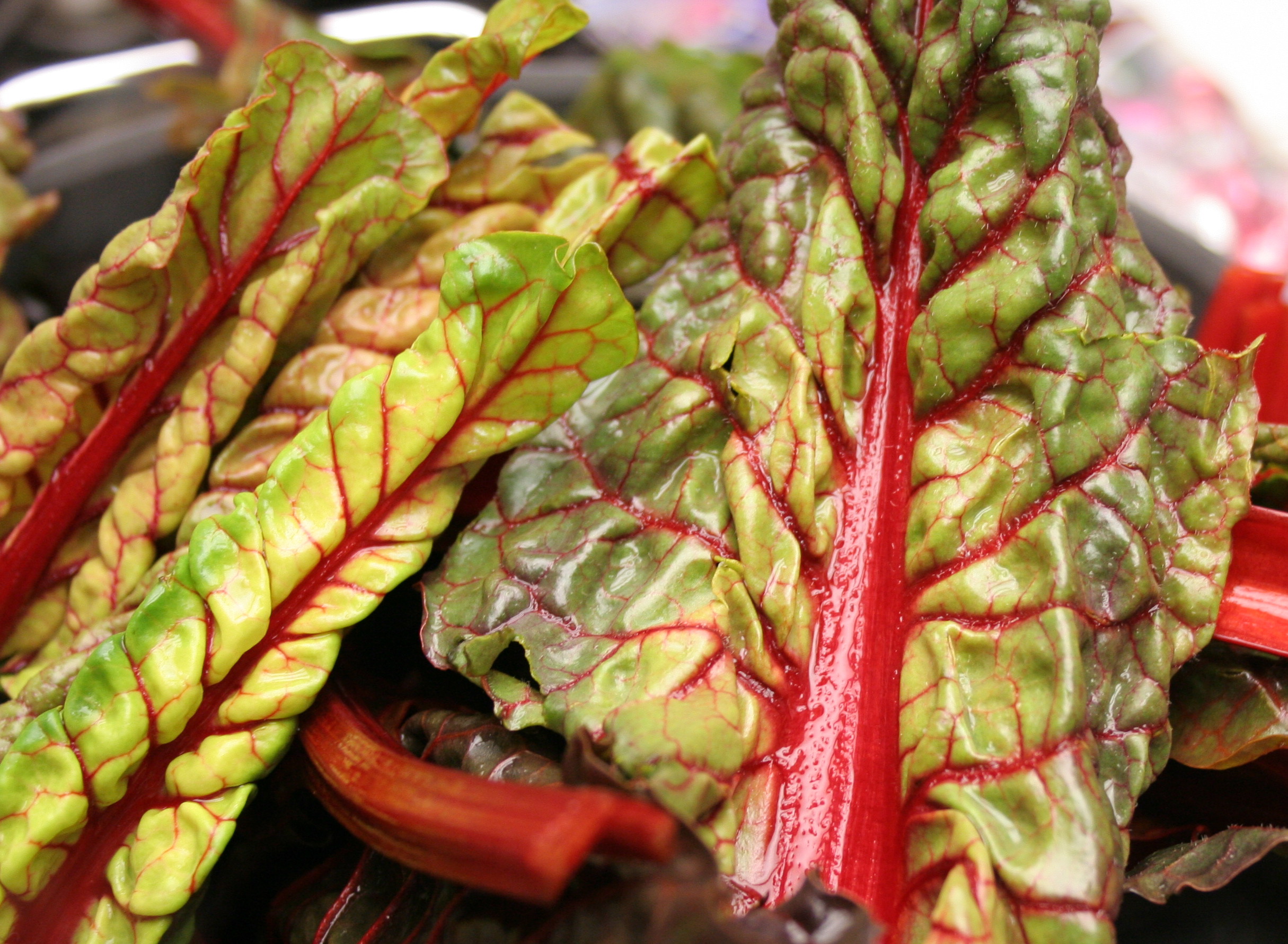 Red Chard