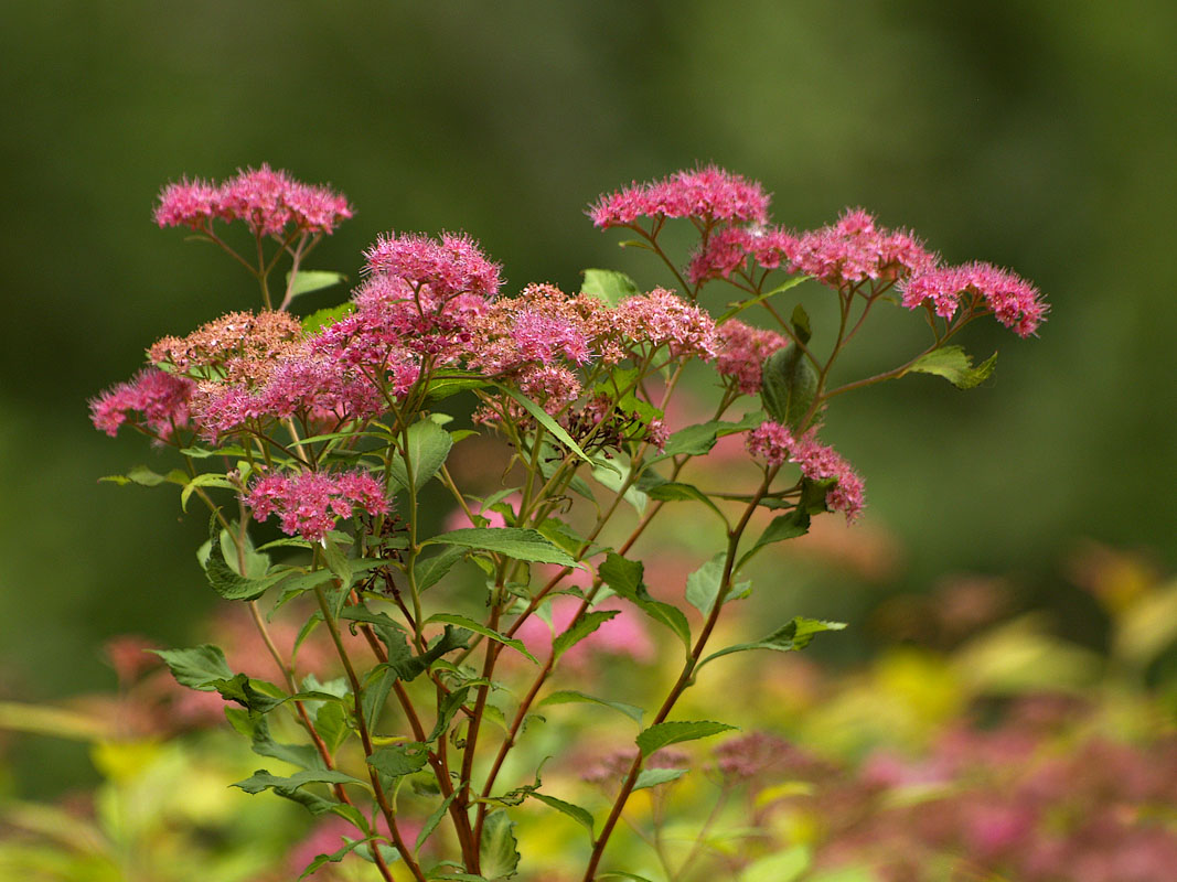 My Hedge Bush Flowers, these line the front yard