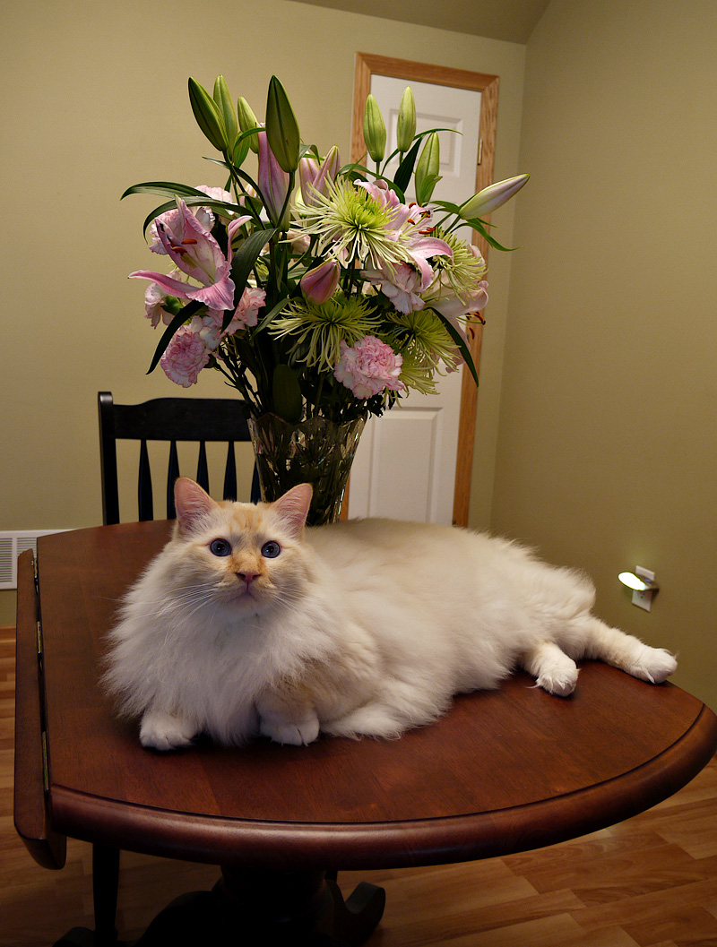 Milo with My Flowers