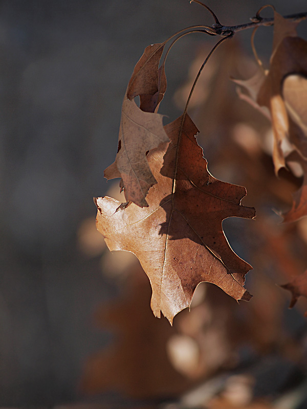 Leaves in Winter.jpg