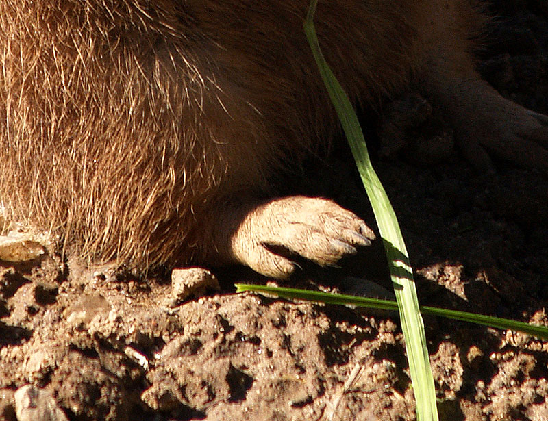Prairie Dog Toes