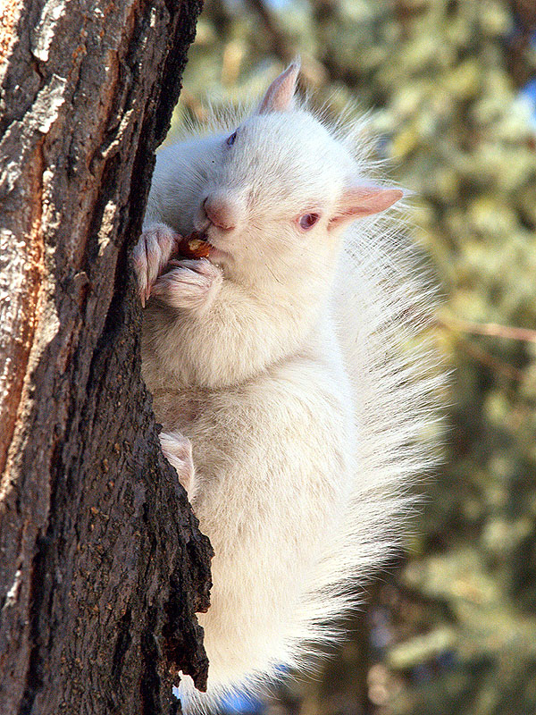 Female Albino Squirrel.jpg