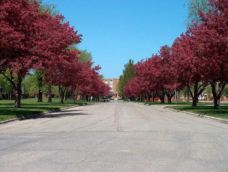 GFK Flowering CrabTrees.JPG