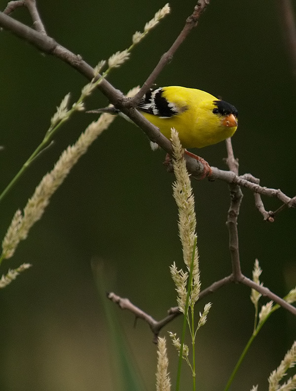 Gold Finch Eating_1