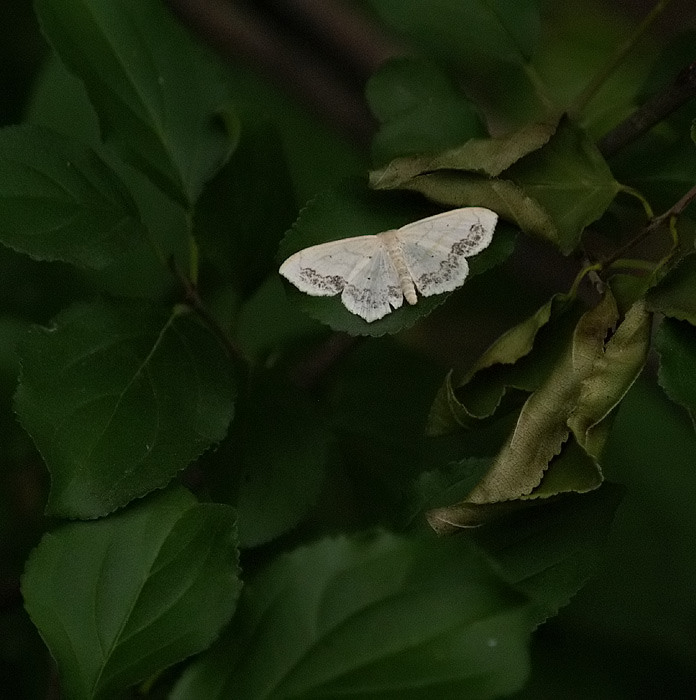 Moth 1 by one half Inch_1