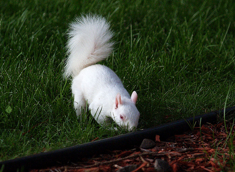 A New Albino Baby Squirrel