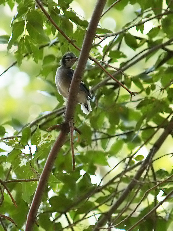 Well Ill Be, Another Baby Blue Jay