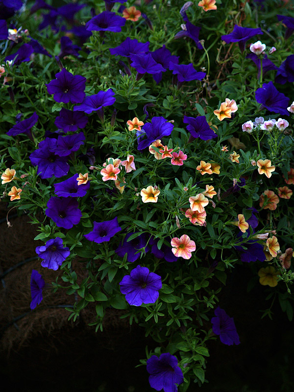 Dainty Bouquet