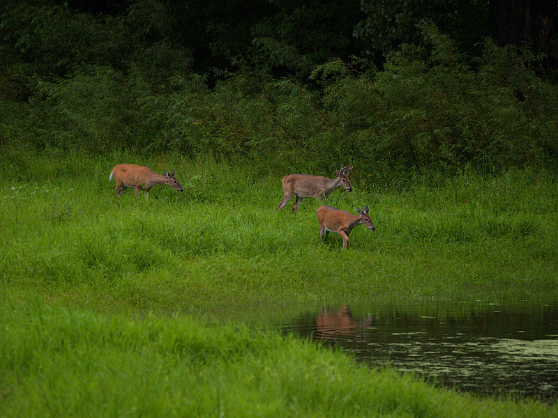 Late Evening at the Pond.jpg