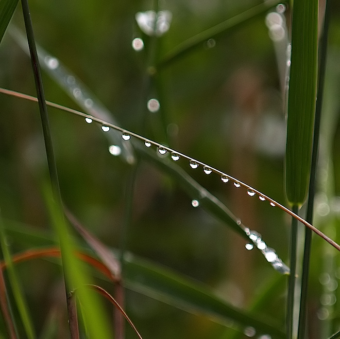 Little Drops All In a Row