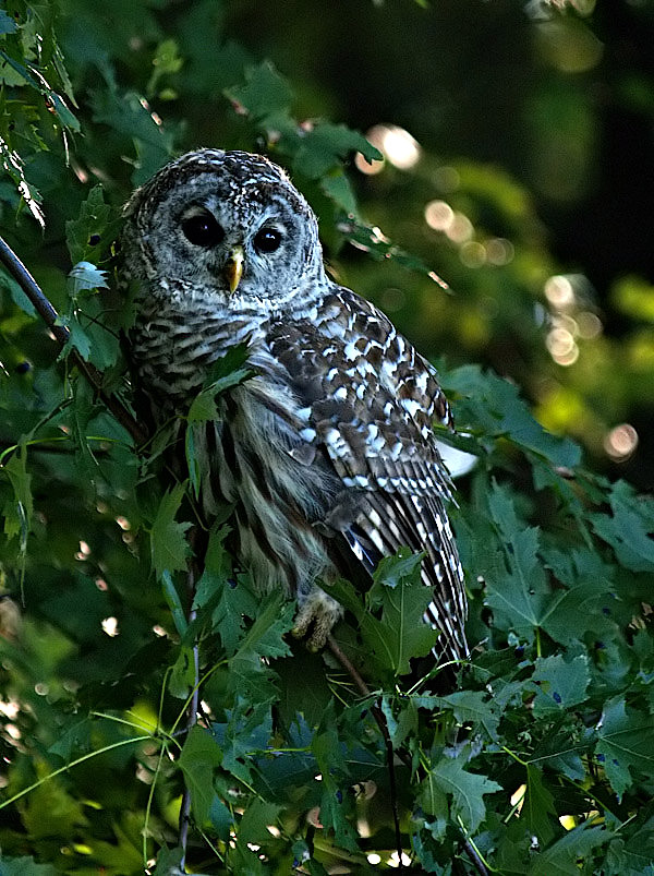 Barred Owl for Print Reduced for web