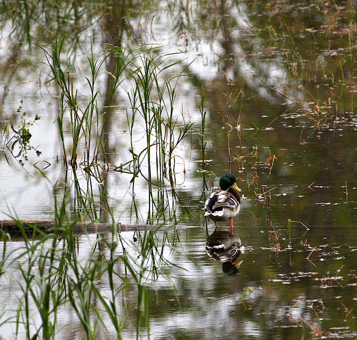 Mallard in the Autumn Pond