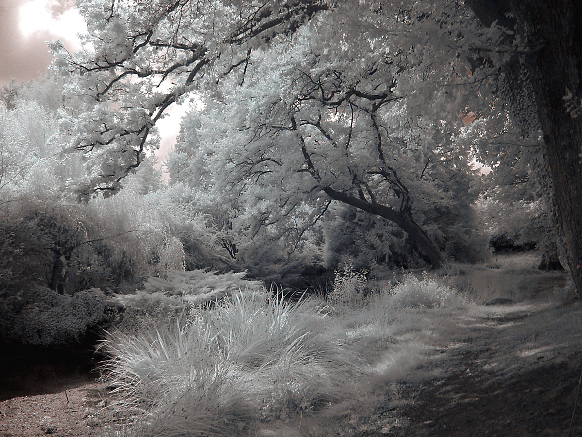 Infrarouge_infrared_World_119.JPG