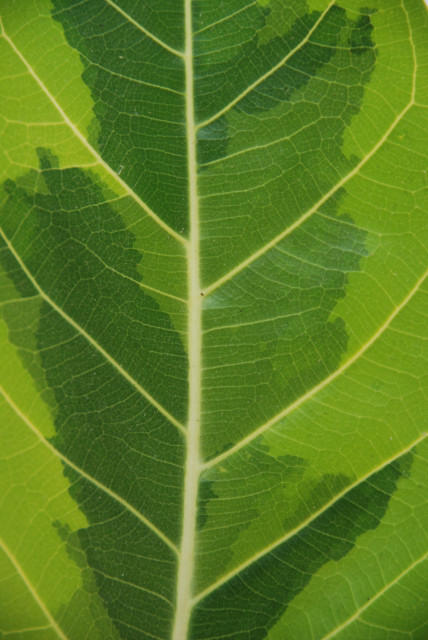 Leaf