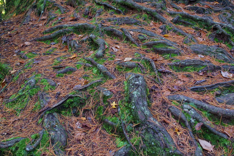 Pine Forest Carpet