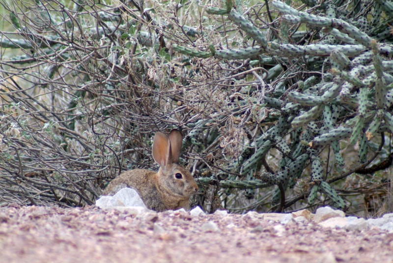 Desert Cottontail Under a Buckhorn Cholla