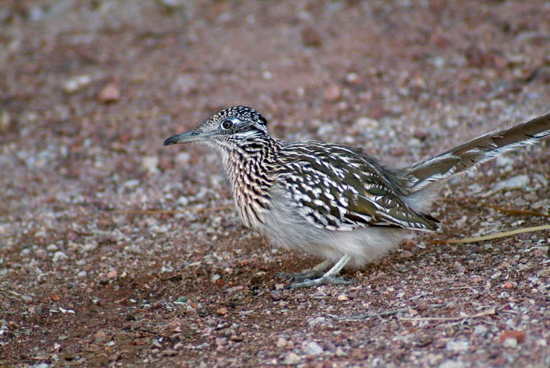 Greater Roadrunner