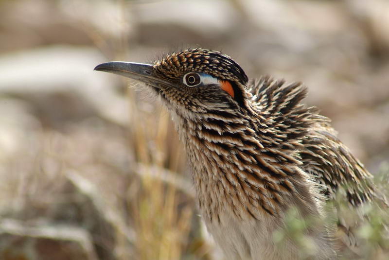 Greater Roadrunner Looking for Mate