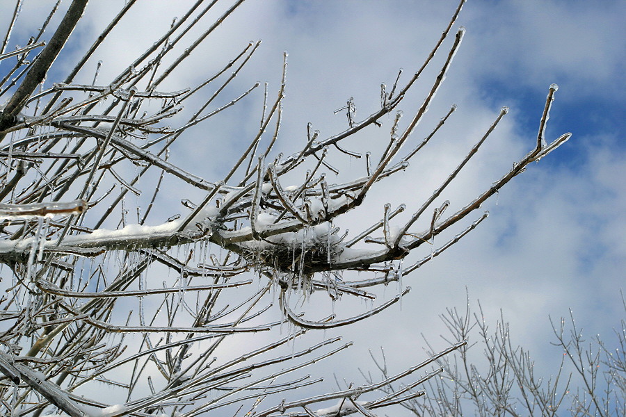 A Nest on Ice