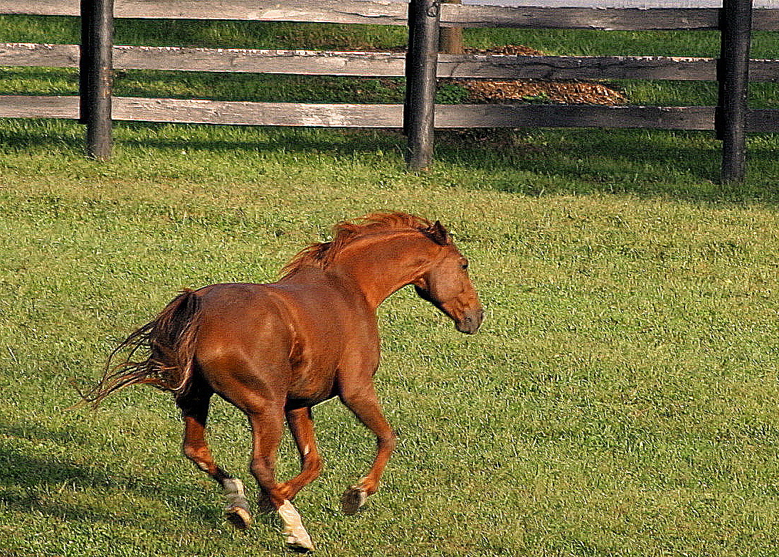 ... out for a morning gallop ...