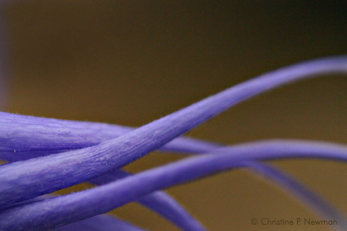 Purple Tentacles