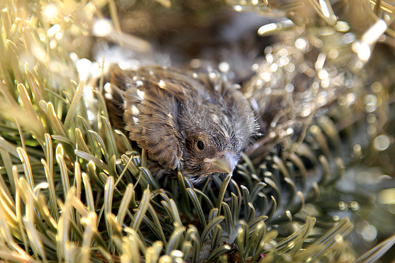 Carduelis cannabina