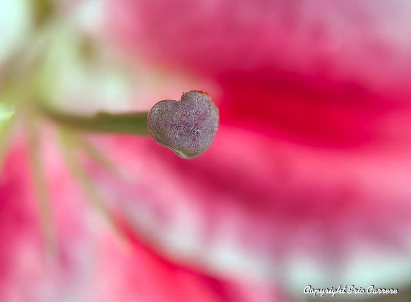 You have my heart...Romantic Lily :o) par Eric Carrere