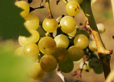 more grapes