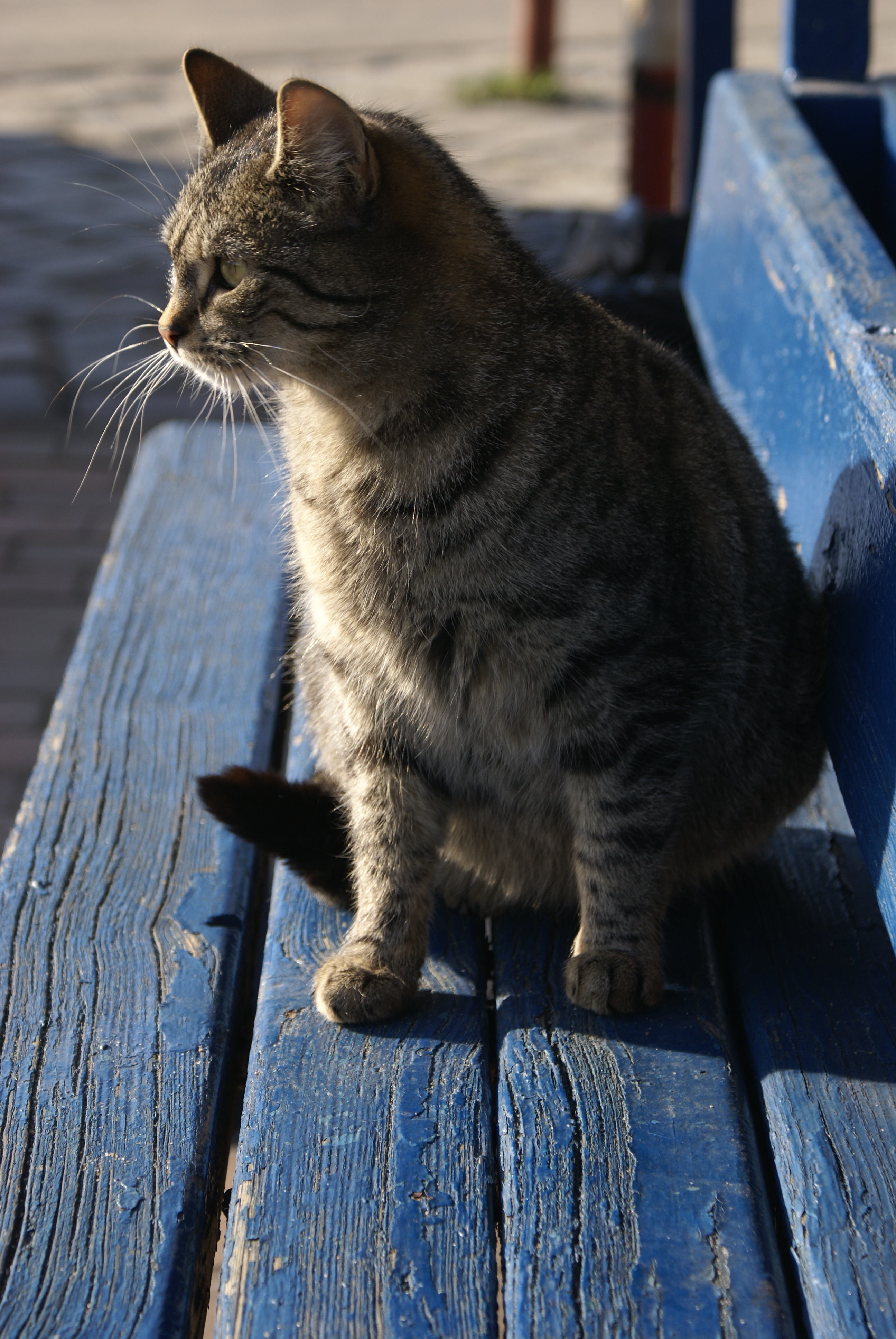 shipyard cat