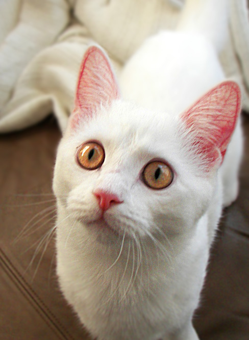 kitty1.jpg