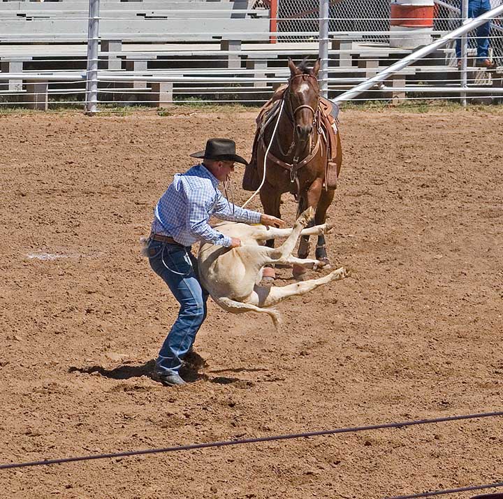 CalfTie1.jpg