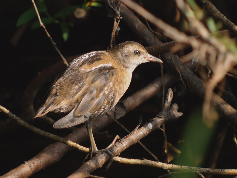 Klein Waterhoen / Little Crake