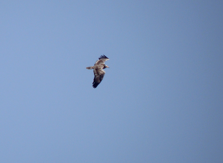 Aasgier / Egyptian Vulture