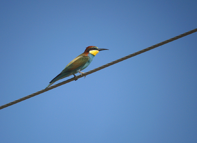 Bijeneter / European Bee-eater