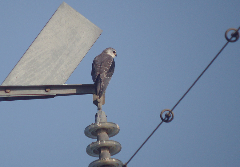 Grijze wouw / Black-shouldered Kite