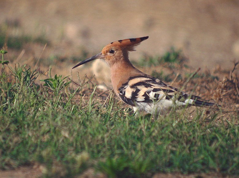 Hop / Hoopoe
