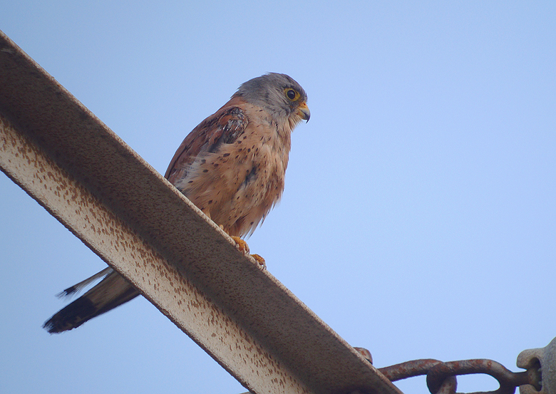 Kleine torenvalk / Lesser Kestrel