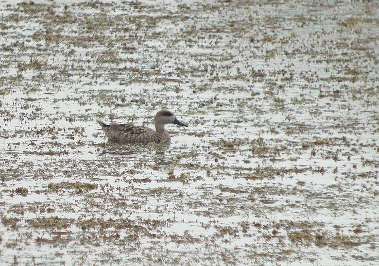 Marmereend / Marbled Duck