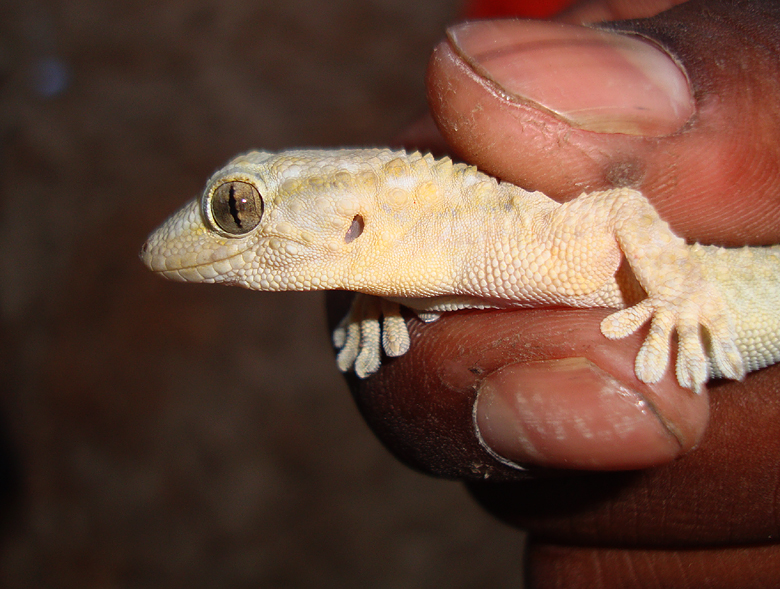Mediterranean House Gecko