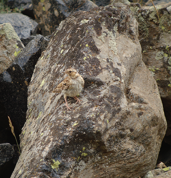 Boomleeuwerik / Woodlark