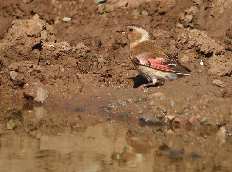 Rode bergvink / Crimson-winged Finch